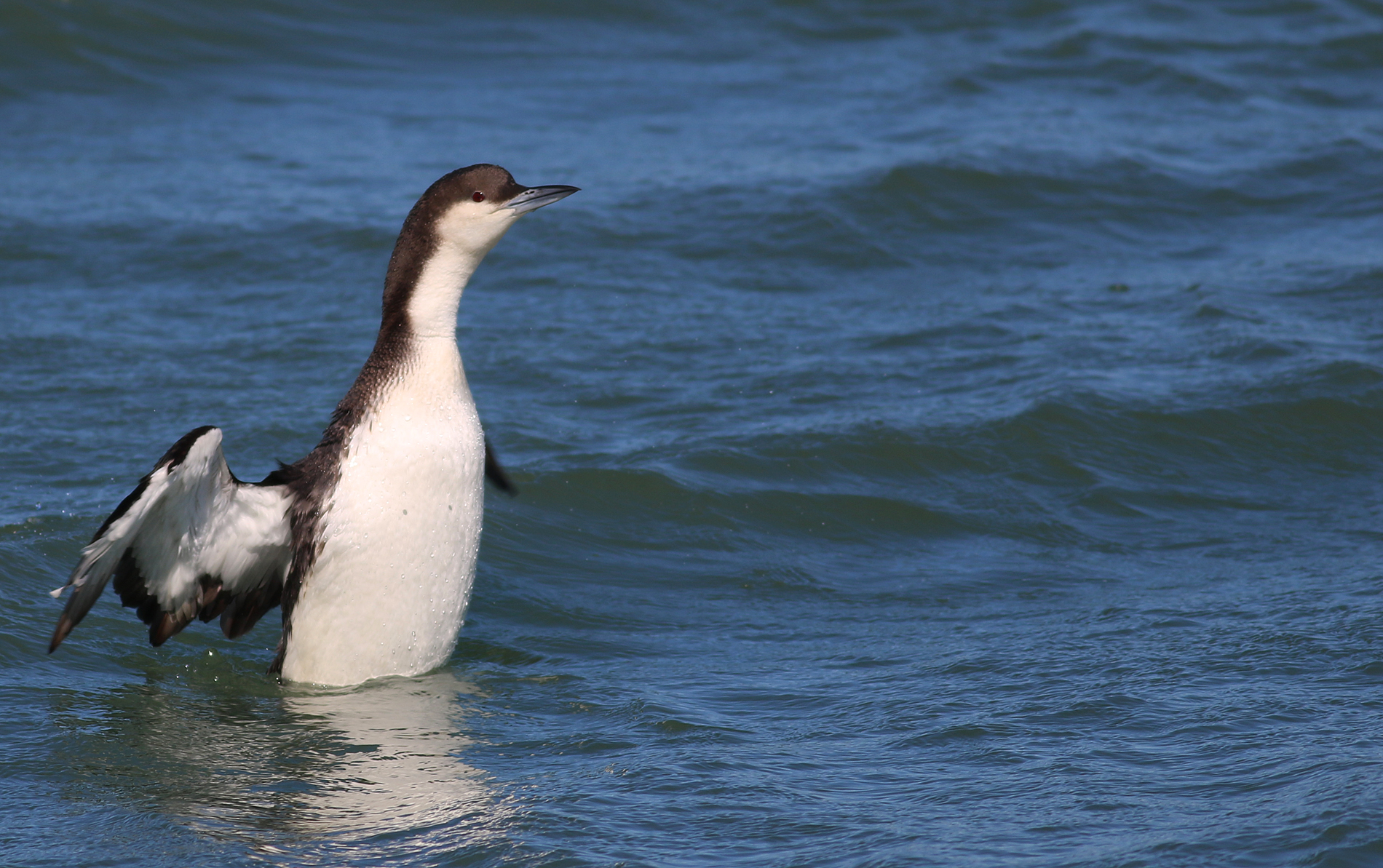 Arctic Loon